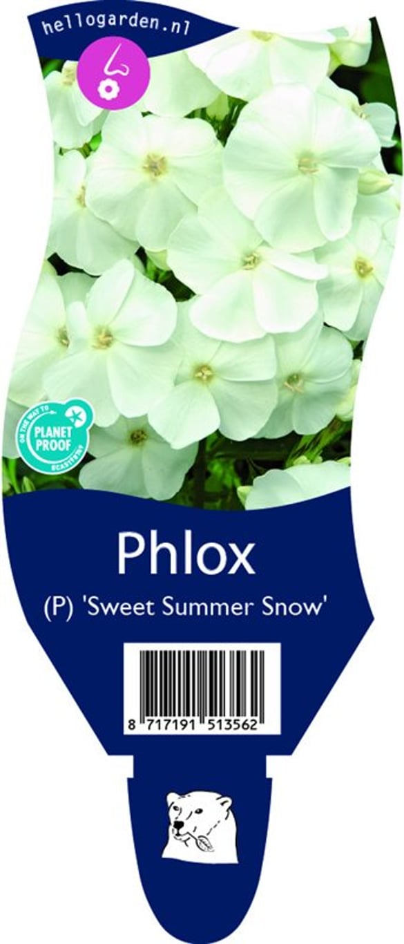 Phlox (P) 'Sweet Summer Snow' - P11